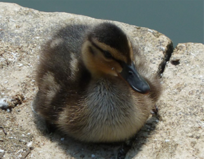Vicky Nyman: Duckling