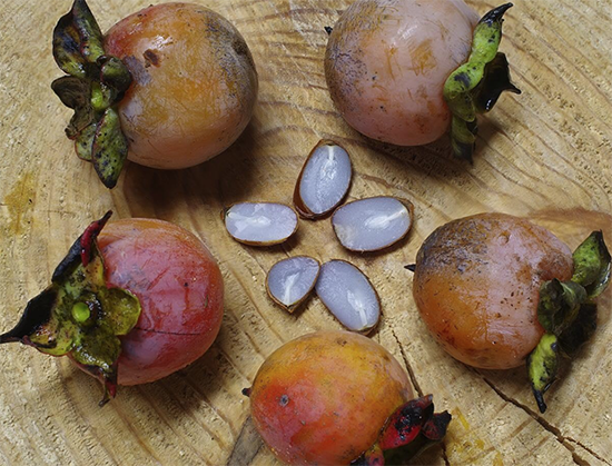 Mary-Marcia Casoly: "With Permission, Organge Persimmons" and "Tapestry Poem with Lines by Iván Argüelles"