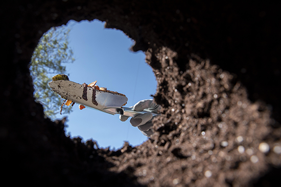 Lynn Levin: The Fox and the Groundhog