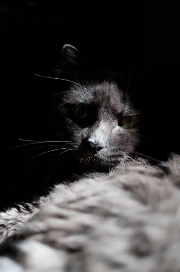 Dennis Ross: "Julia's House"